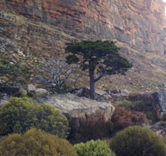 Widdringtonia wallichii