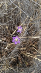 Brodiaea orcuttii
