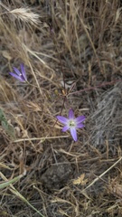 Brodiaea orcuttii