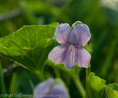 Viola epipsiloides