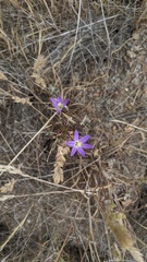 Brodiaea orcuttii
