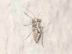 Mesopsocidae
