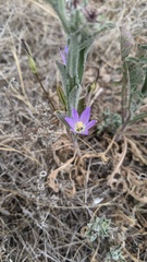 Brodiaea orcuttii