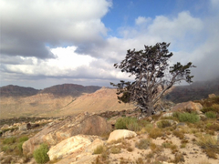 Widdringtonia wallichii