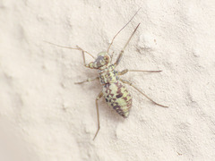Mesopsocidae