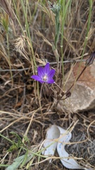 Brodiaea terrestris kernensis