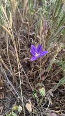 Brodiaea terrestris kernensis