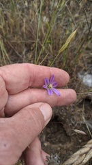 Brodiaea orcuttii
