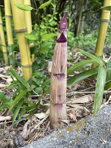 Phyllostachys aureosulcata