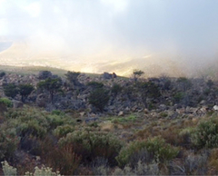 Widdringtonia wallichii