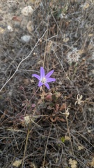 Brodiaea orcuttii