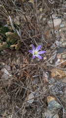 Brodiaea orcuttii