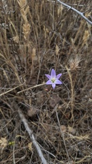 Brodiaea orcuttii