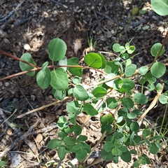 Lonicera subspicata denudata