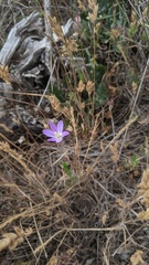 Brodiaea orcuttii