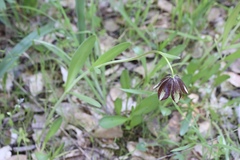 Fritillaria biflora ineziana