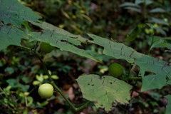 Solanum myriacanthum