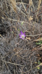 Brodiaea orcuttii