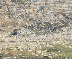 Widdringtonia wallichii