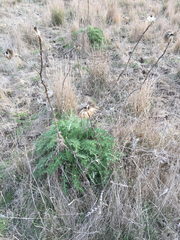 Echinops adenocaulos