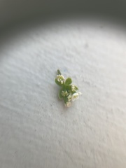 Galium aparine