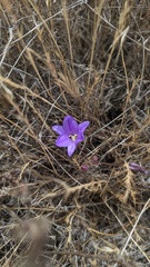 Brodiaea terrestris kernensis