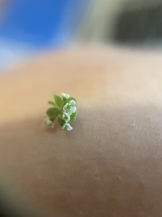 Galium aparine