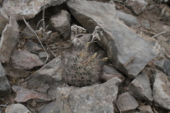 Echinomastus warnockii