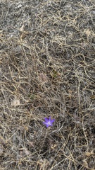 Brodiaea terrestris kernensis