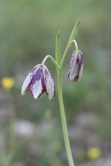 Fritillaria biflora ineziana