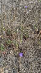 Brodiaea terrestris kernensis