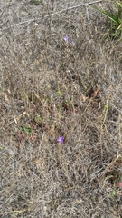 Brodiaea terrestris kernensis