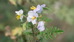 Solanum sisymbriifolium