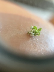 Galium aparine