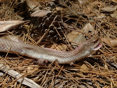 Coluber constrictor etheridgei
