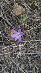 Brodiaea orcuttii