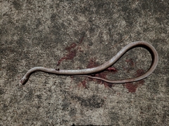 Coluber constrictor etheridgei