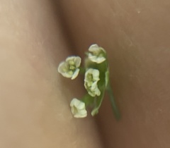 Galium aparine