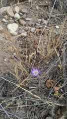 Brodiaea orcuttii