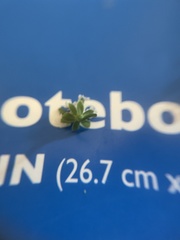 Galium aparine
