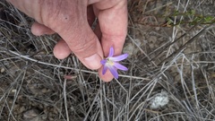Brodiaea orcuttii