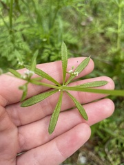 Galium aparine