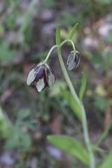 Fritillaria biflora ineziana
