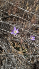 Brodiaea orcuttii