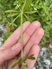 Galium aparine
