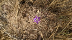 Brodiaea orcuttii