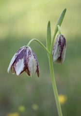 Fritillaria biflora ineziana