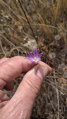 Brodiaea orcuttii
