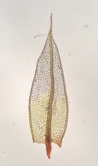 Ptychostomum inclinatum