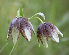 Fritillaria biflora ineziana
